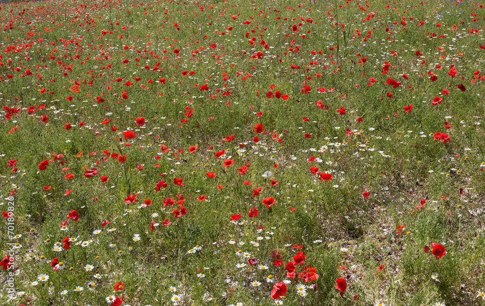 fioritura a Castelluccio di Norcia - Monti Sibillini