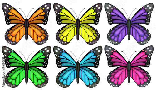 Colourful butterflies © blueringmedia