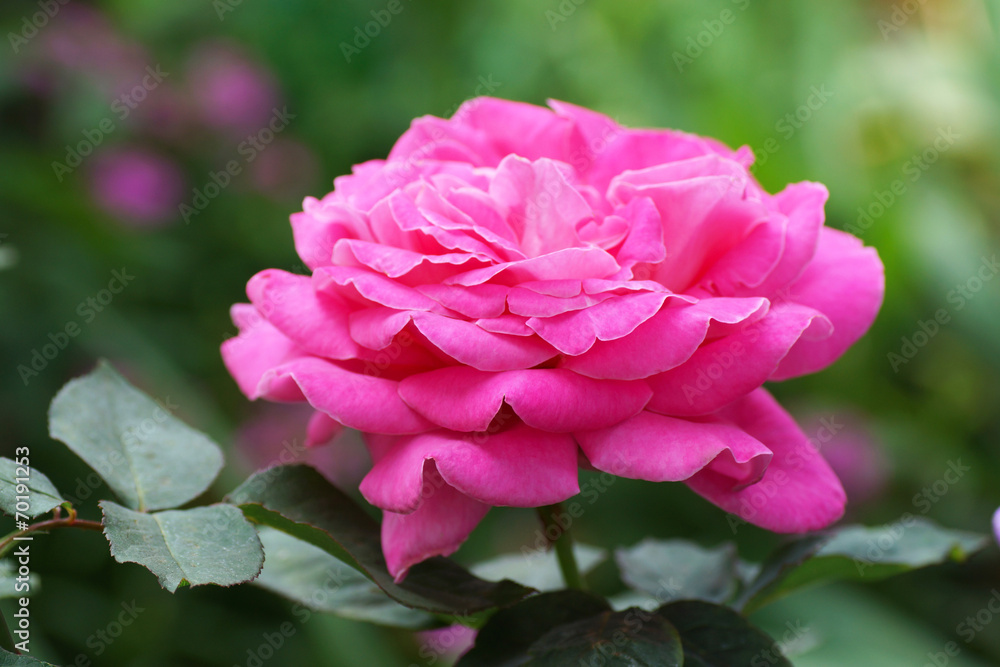 rose in the garden rose in the garden