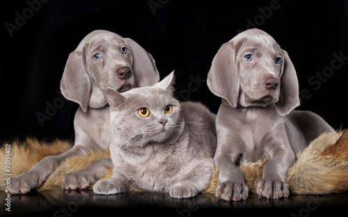 Fototapeta Naklejka Na Ścianę i Meble -  Cocker Spaniel puppy and British cat