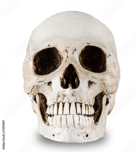 Human skull on a white background.