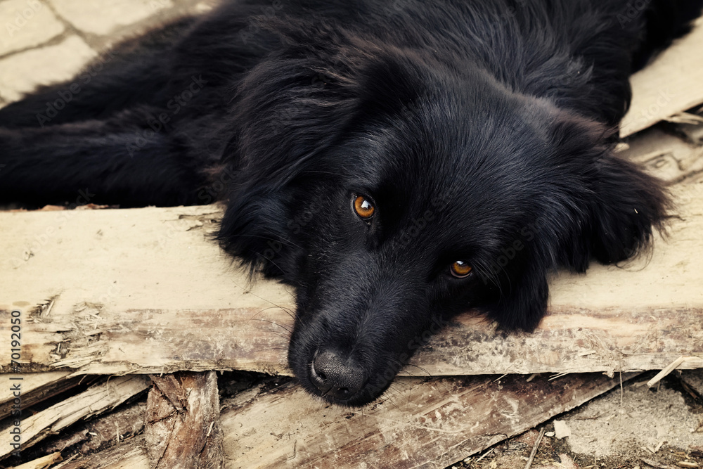 Sad black dog is laying on outdoors Sad black dog is laying on outdoors