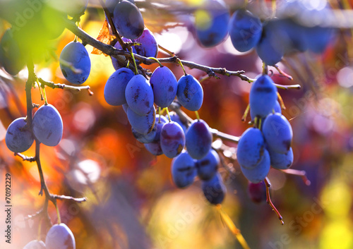 Fresh ripe blue plums on tree