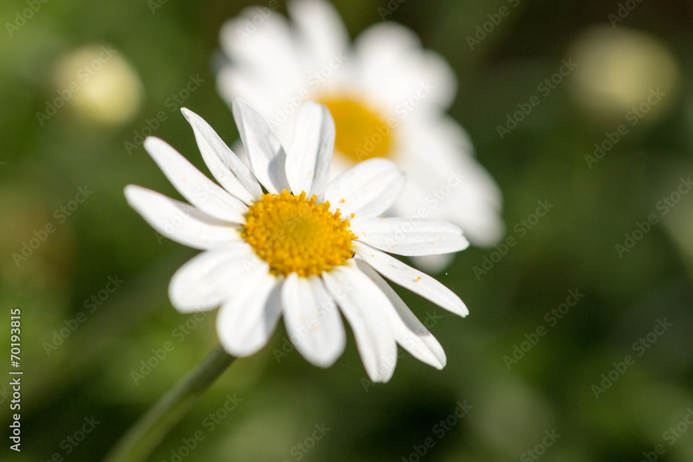 Daisies Daisies