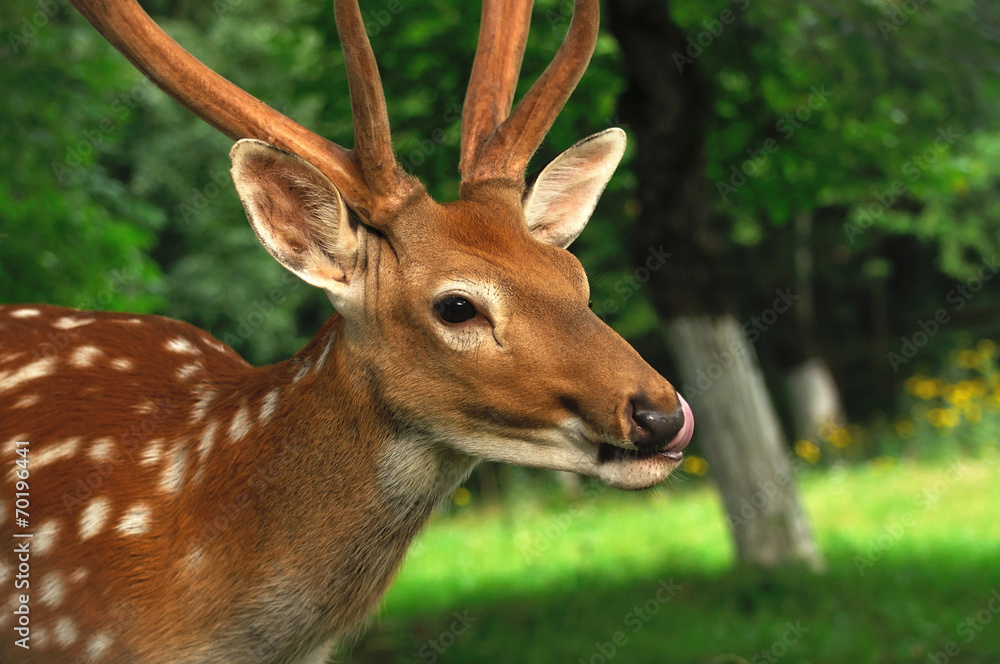 Deer. Deer.