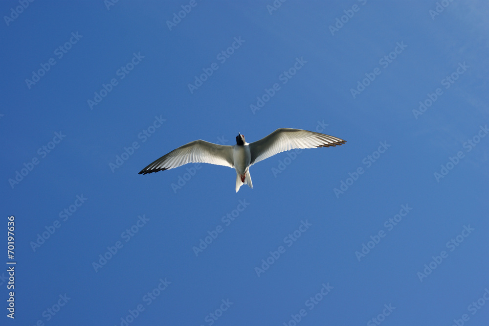 mouette à queue d'aronde mouette à queue d'aronde