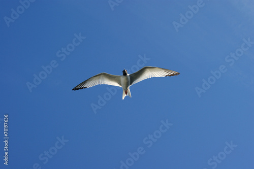 mouette à queue d'aronde