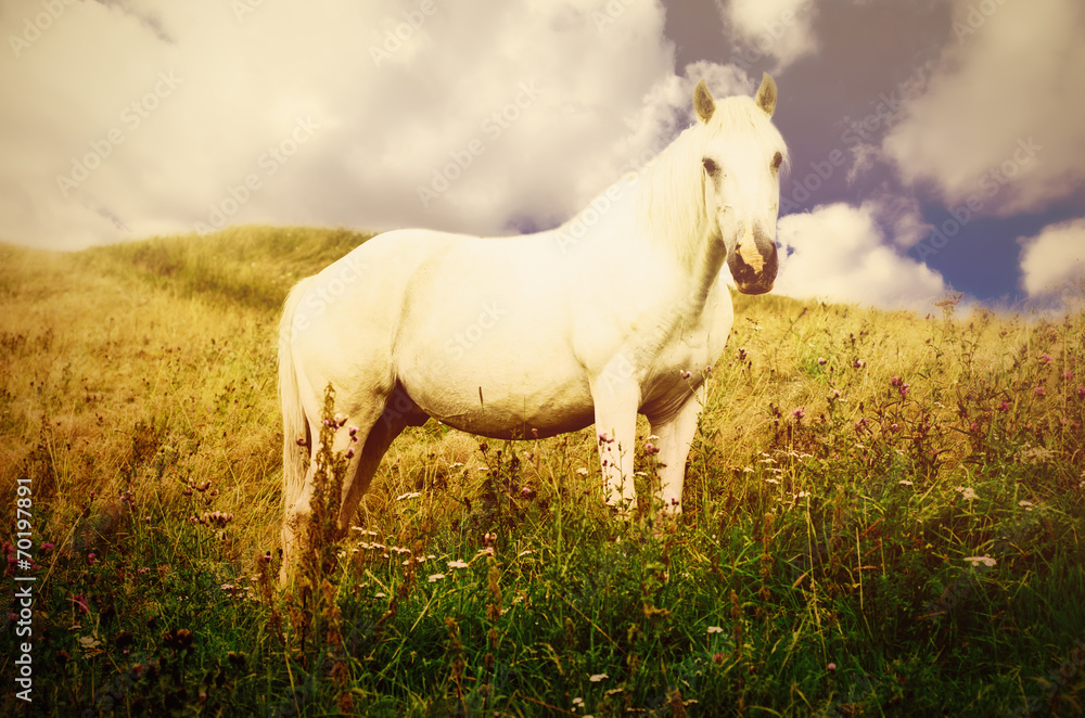 White horse grazes in the mountains