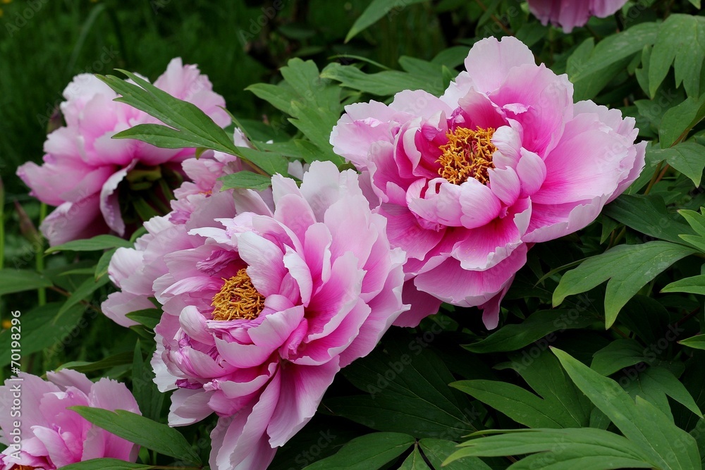 Pink peonies Pink peonies