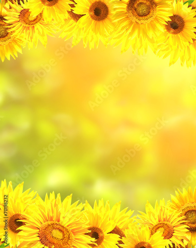 Fototapeta Naklejka Na Ścianę i Meble -  Frame with bright yellow sunflowers