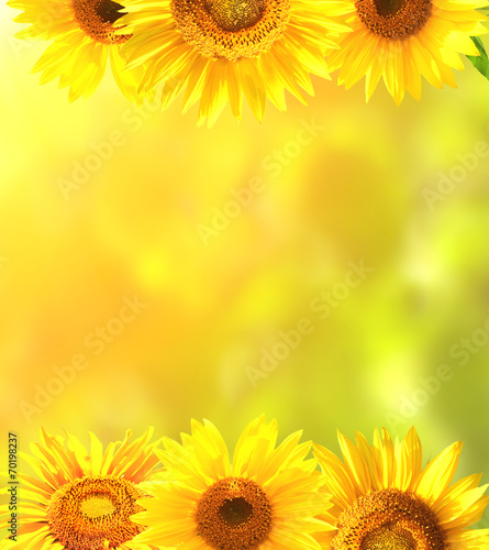 Fototapeta Naklejka Na Ścianę i Meble -  Frame with bright yellow sunflowers