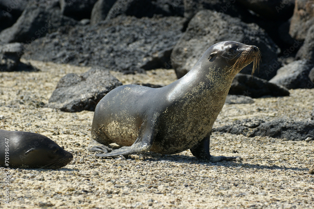 Fototapeta premium Otarie des Galapagos