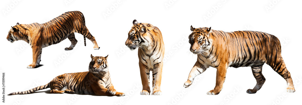 Naklejka premium zestaw tygrysów na białym tle