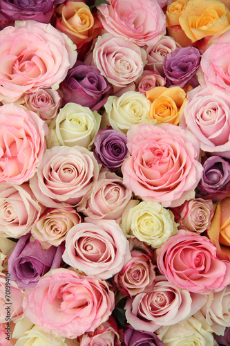Wedding roses in pastel colors