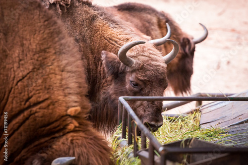 American bisons in the zoo
