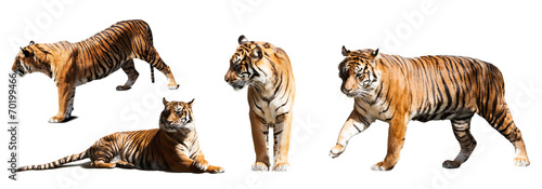  set of tigers  over white background