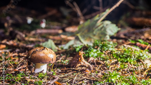 wild forrest mushroom