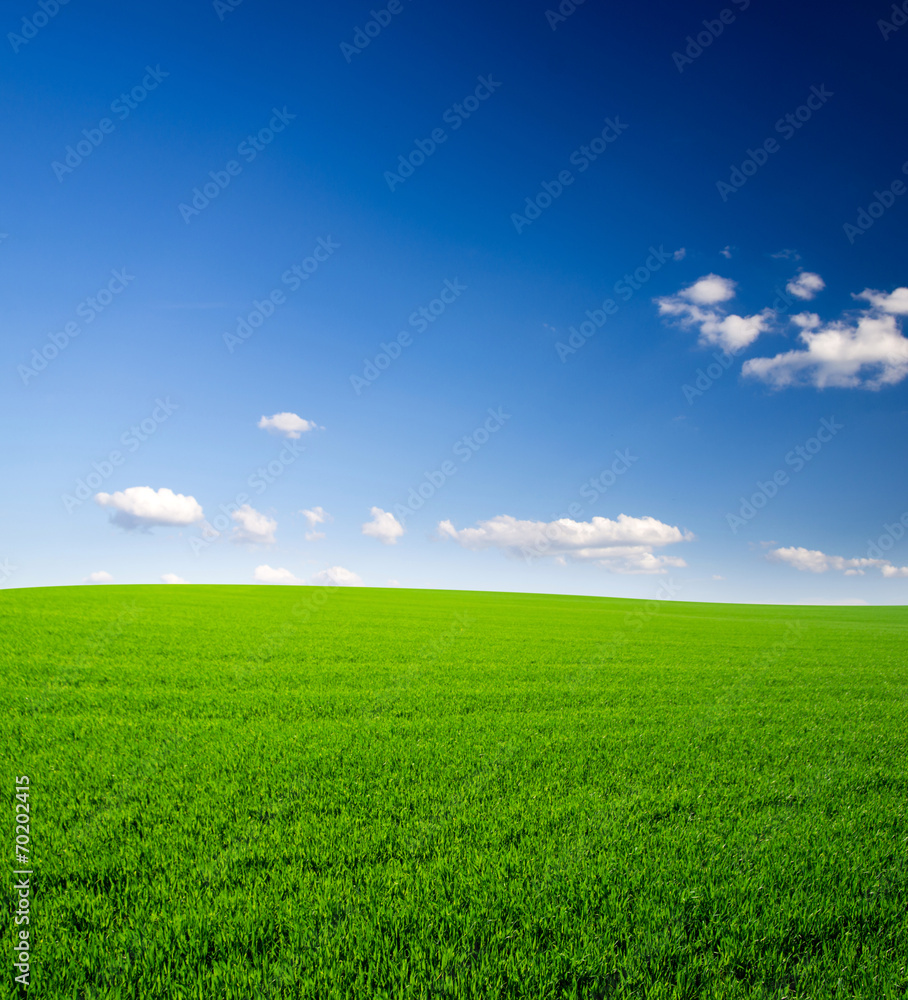 Green field and blue sky