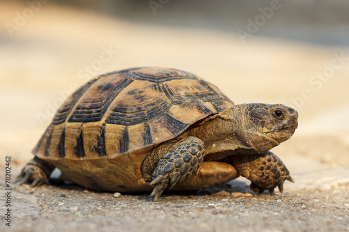 Turtle on the road © jahmaica
