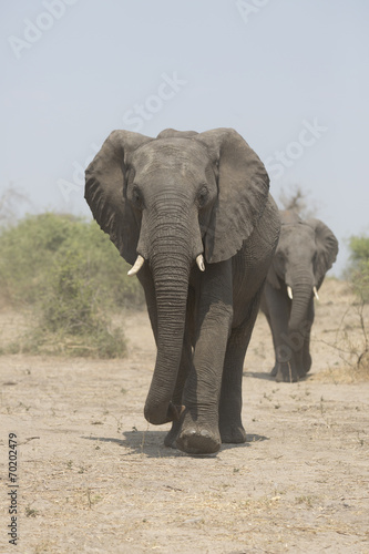 Portrait of wild african elephant