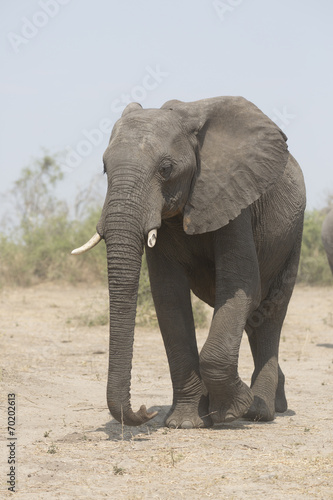 Portrait of wild african elephant © Pedro Bigeriego