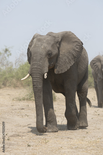 Portrait of wild african elephant © Pedro Bigeriego