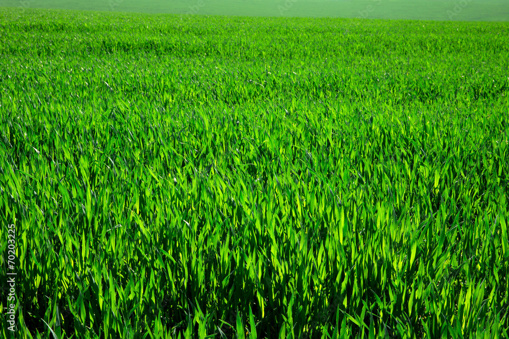 Fototapeta premium green grass