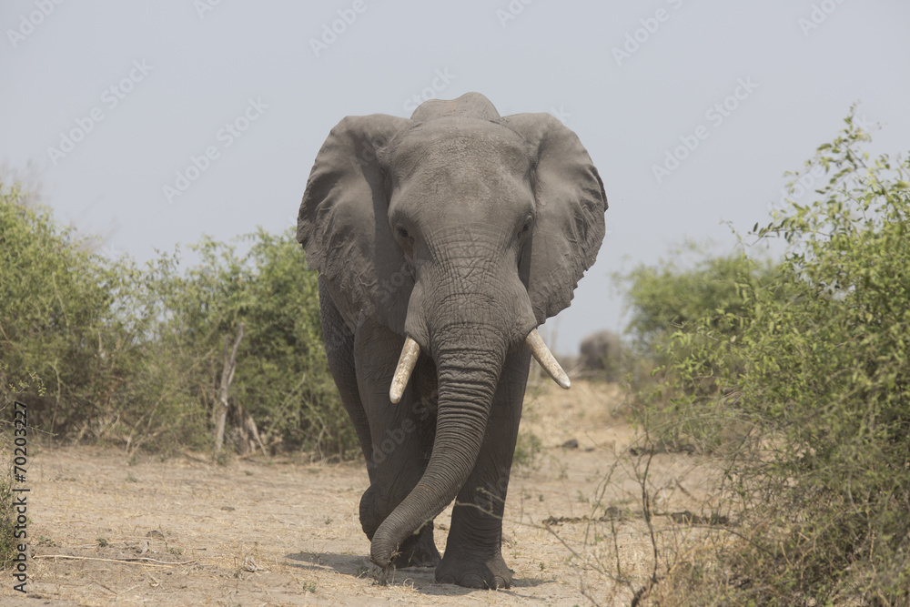 Fototapeta premium Portrait of wild african elephant