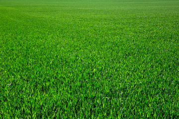 green grass
