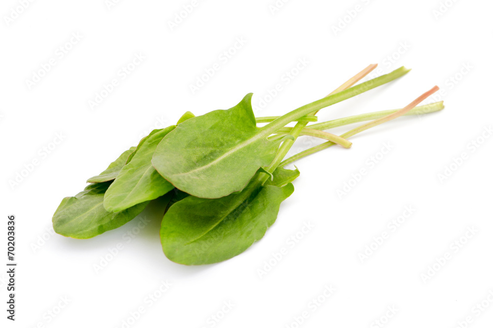 Sorrel isolated on white background Sorrel isolated on white background