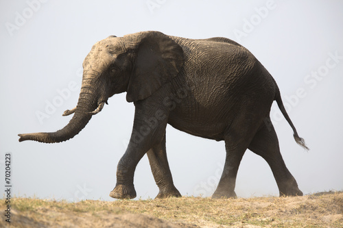 Portrait of wild african elephant