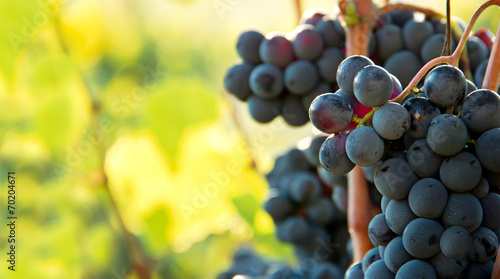 Closeup on bunches of black grapes in vineyards