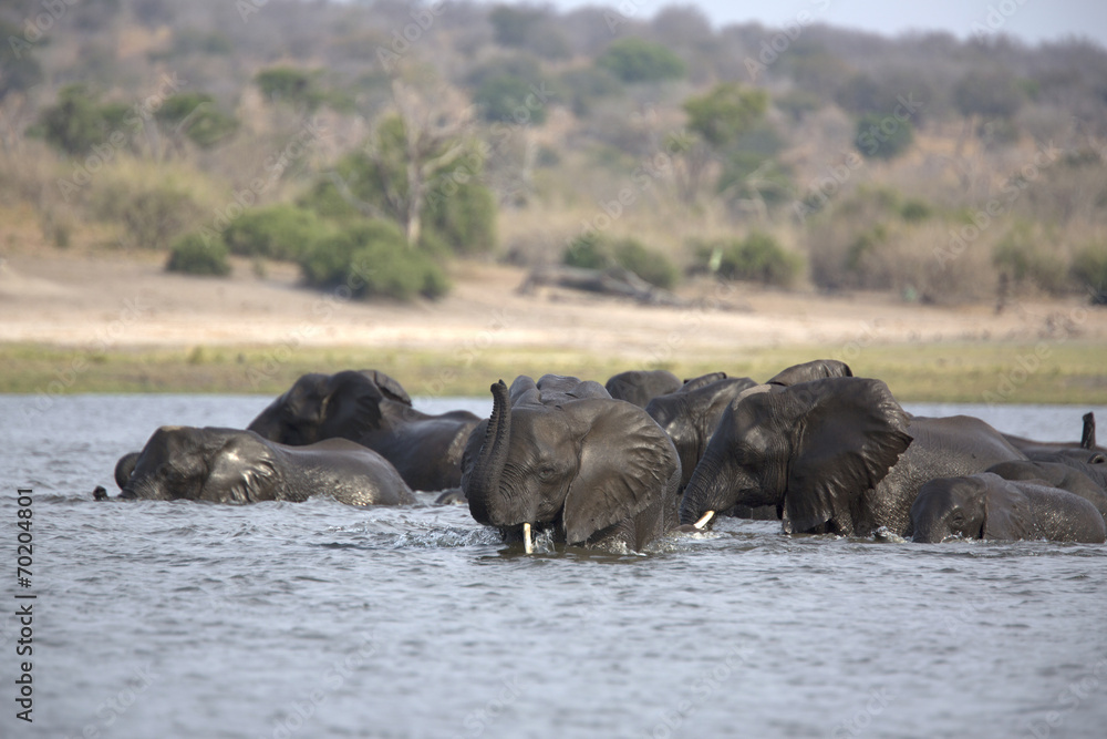 Wild african elephants swimming across a river Wild african elephants swimming across a river