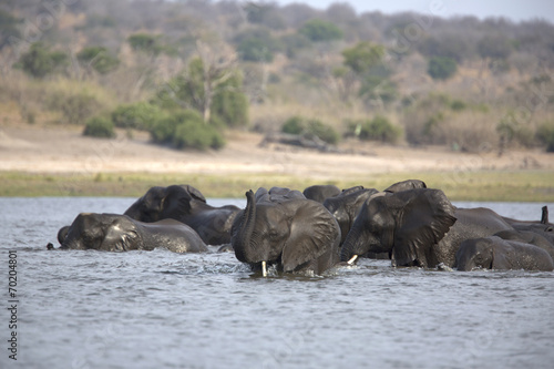 Wild african elephants swimming across a river