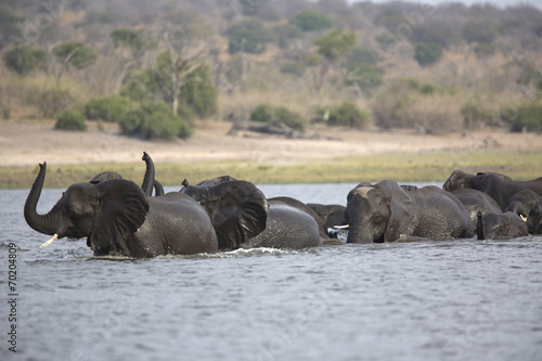 Photography Wild african elephants swimming across a river