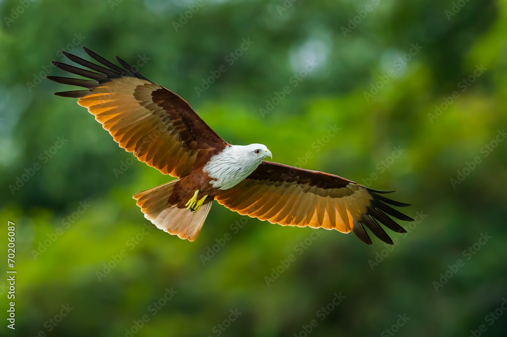 Obraz premium Close up of Brahminy kite(Haliastur indus) flying
