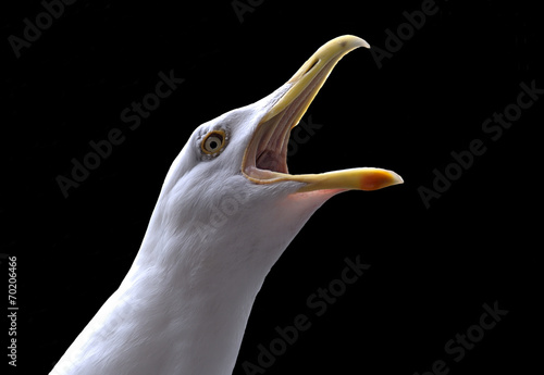 Screaming seagull isolated against a black background