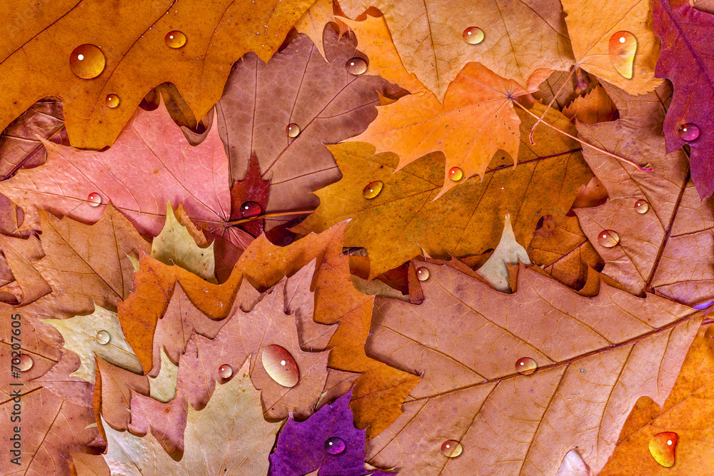Colorful autumn leaves with drops background Colorful autumn leaves with drops background