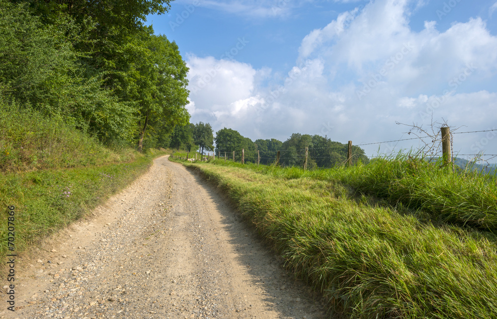 Path through a field in summer