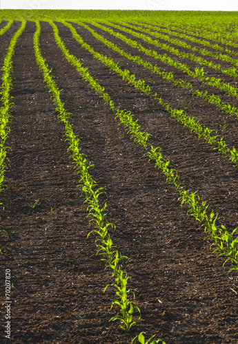 Green corn field growing up