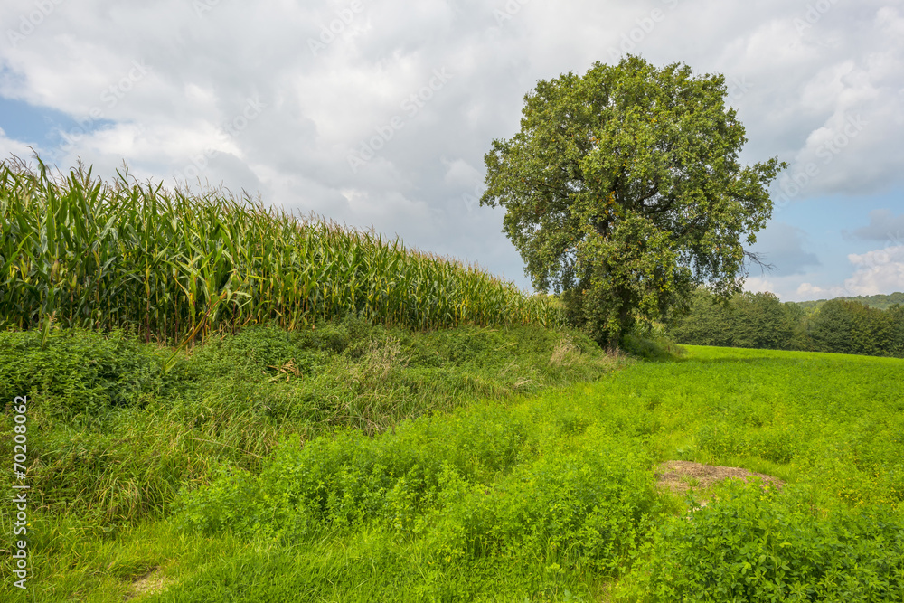 Corn growing on a field in summer