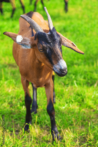 Goat on a summer pasture