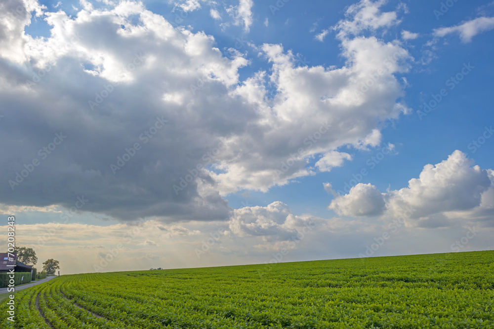 Vegetables growing on a field in summer