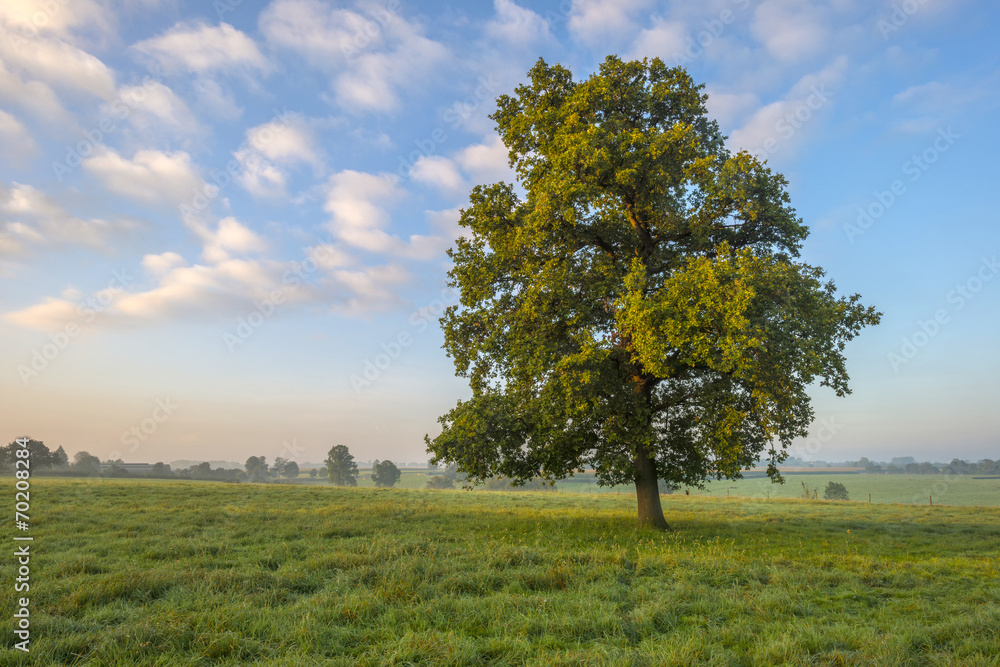 Tree in a meadow at dawn in summer
