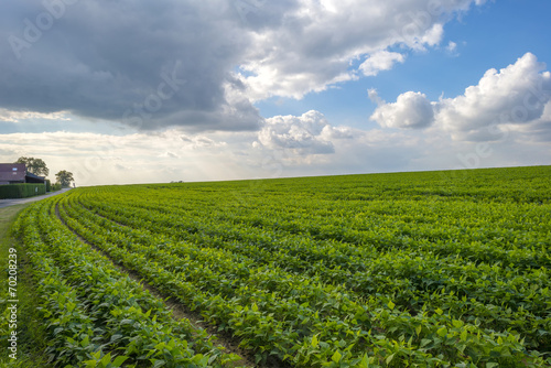 Vegetables growing on a field in summer