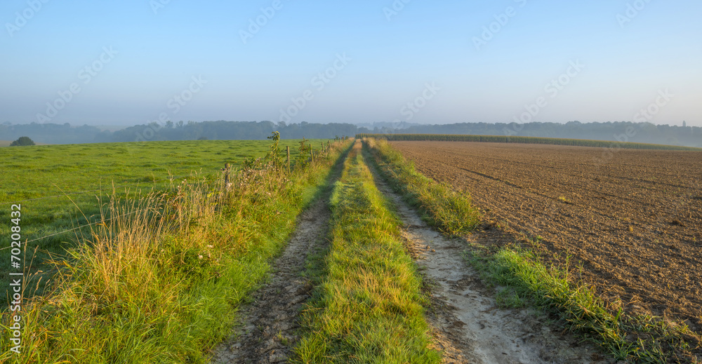 Tracks through a meadow at dawn in summer