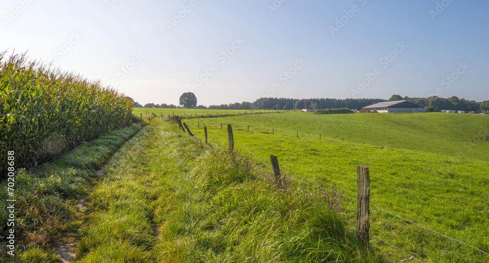 Fototapeta premium Path along a field with corn in summer