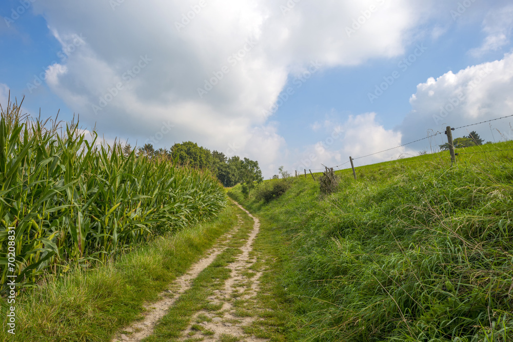 Obraz premium Road through a field with corn and trees
