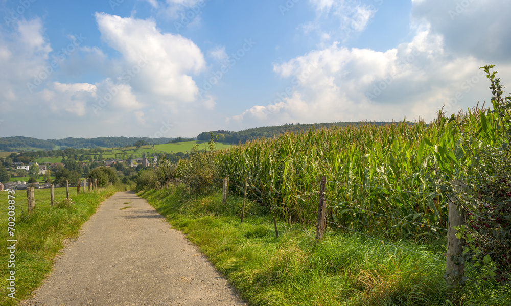 Road along a field with corn in summer