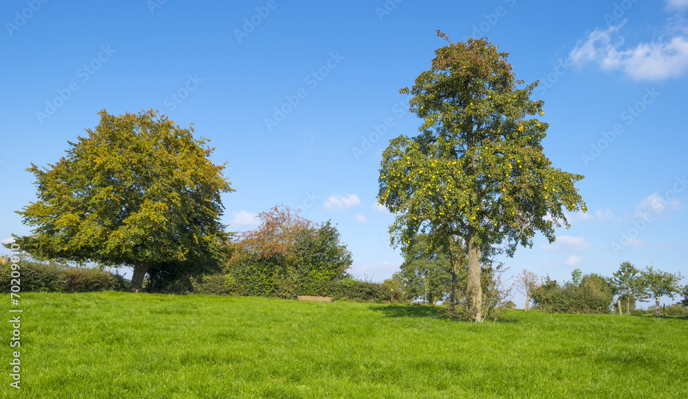 Fruit tree in a meadow in summer Fruit tree in a meadow in summer